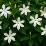 জুঁই ফুল